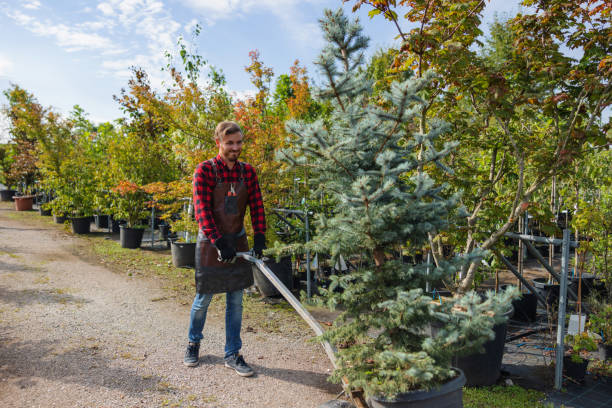 How Our Tree Care Process Works  in Osceola Mills, PA